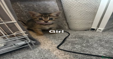 British Shorthair cats - Advert 15