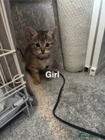 British Shorthair cats - Advert 15