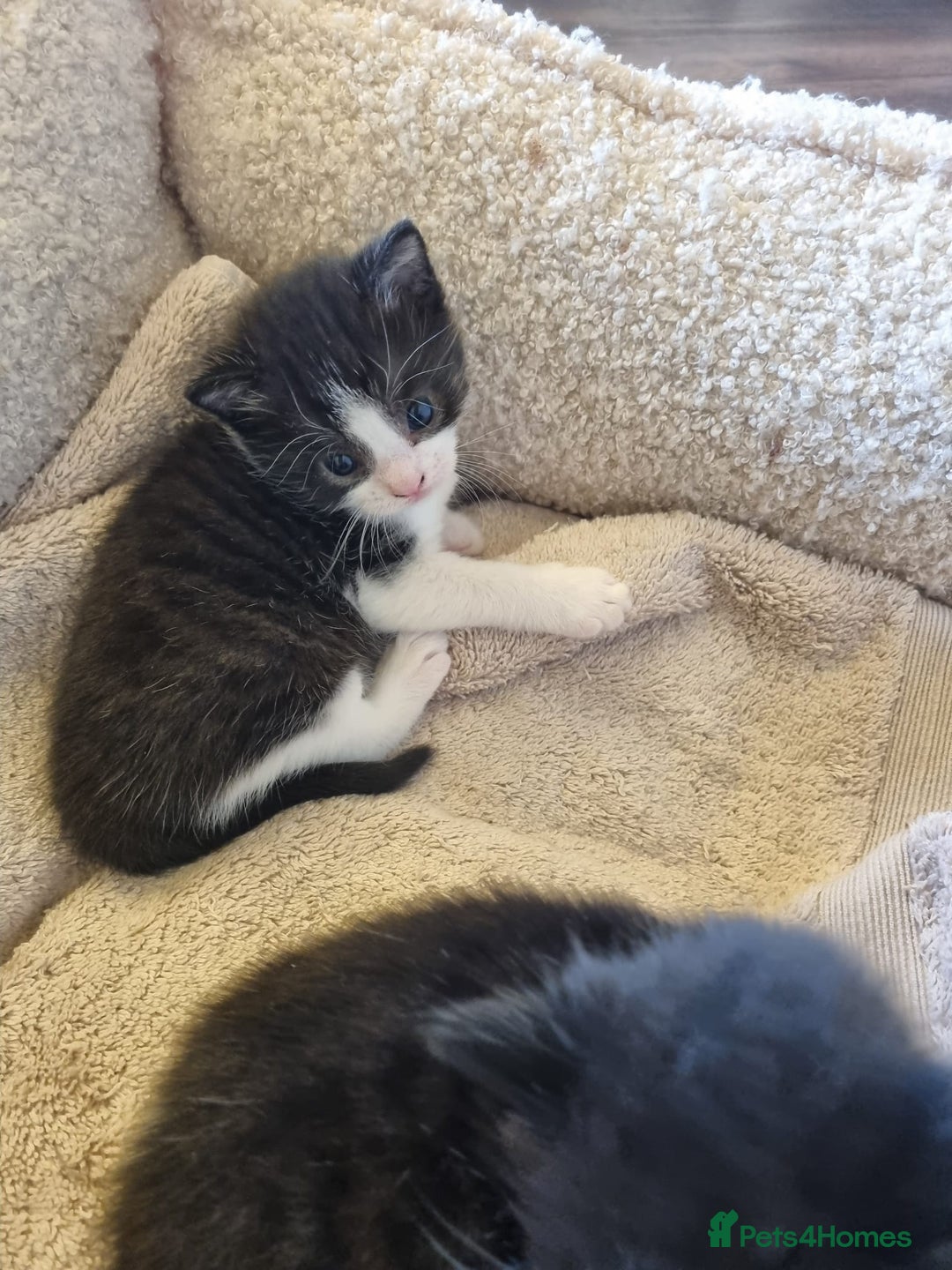 Mixed Breed cats for sale: 4 GORGEOUS BLACK AND WHITE KITTENS - Image 5