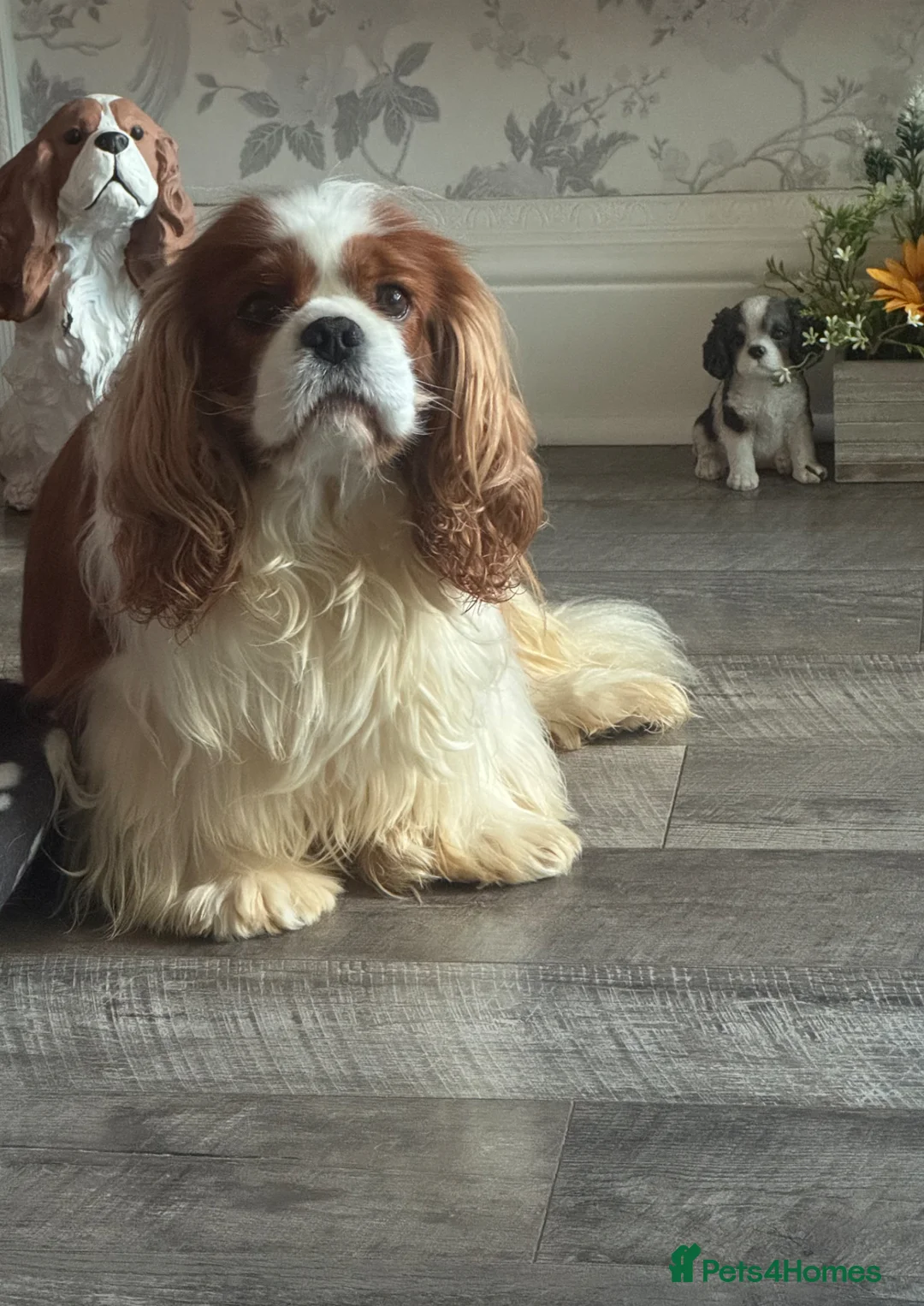 Cavalier King Charles Spaniel dogs for stud: KC Cavalier King Charles for stud - Advert 1