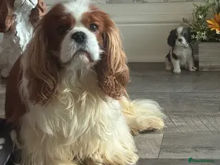 Cavalier King Charles Spaniel dogs KC Cavalier King Charles for stud - Advert 7