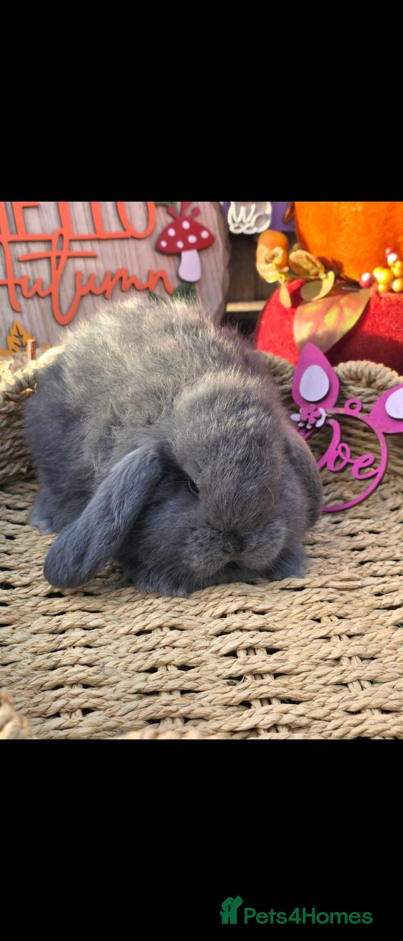 French Lop rabbits for sale: 2 French Lop Doe's For Reserve  - Advert 2