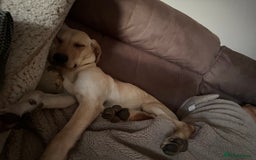 Mixed Breed dogs for sale: New foster or adoption home needed🏡 - Image 10