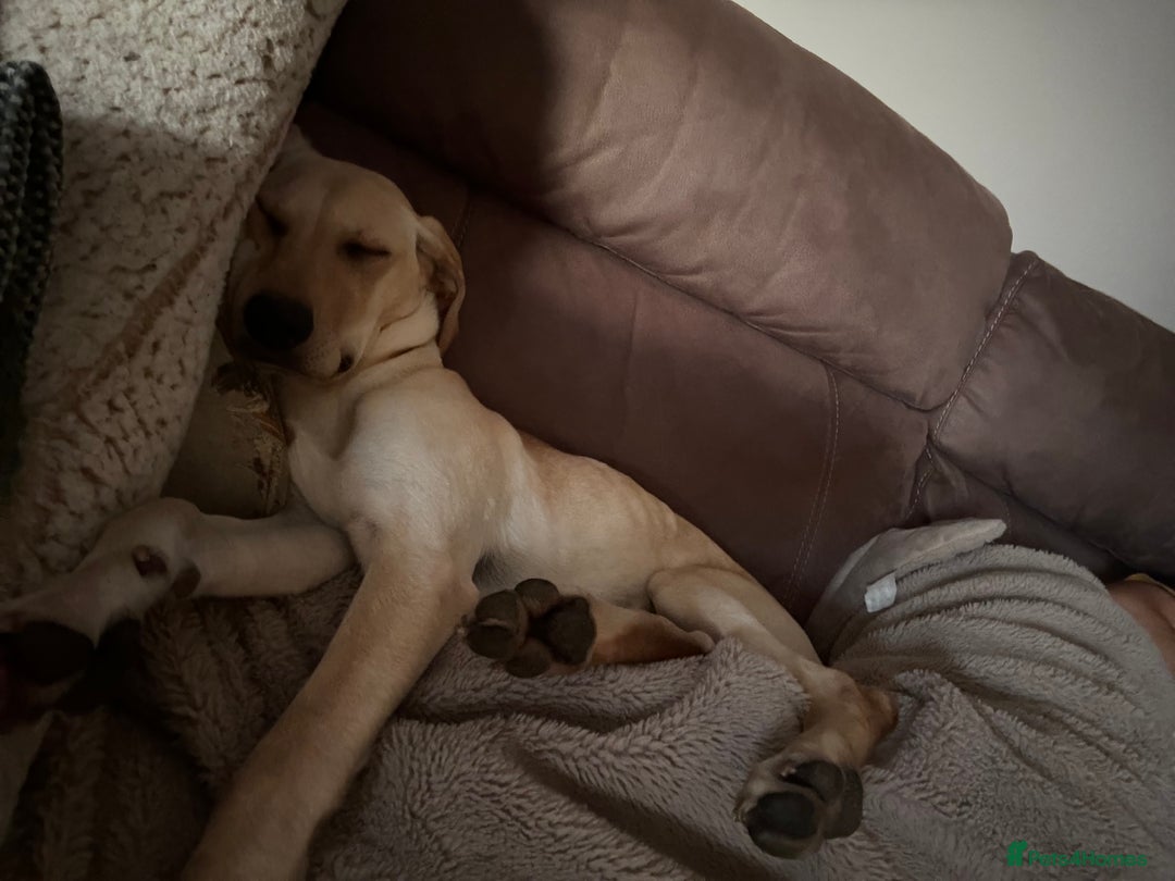 Mixed Breed dogs for sale: New foster or adoption home needed🏡 - Image 10