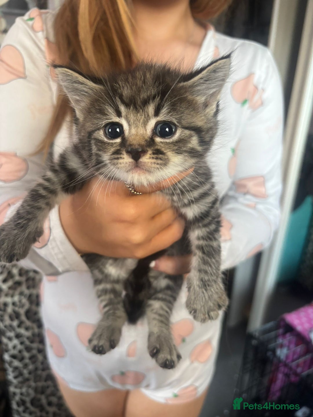 Bengal cats for sale: 3 bengal x cross kittens  - Image 2