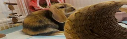 Mini Lop rabbits for sale: Beautiful Mini Lop, Bonded Sisters in Newcastle upon Tyne - Advert 9