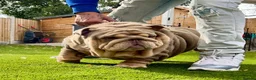 English Bulldog dogs for sale: Mr MAVERICK 🩸 - Advert 8