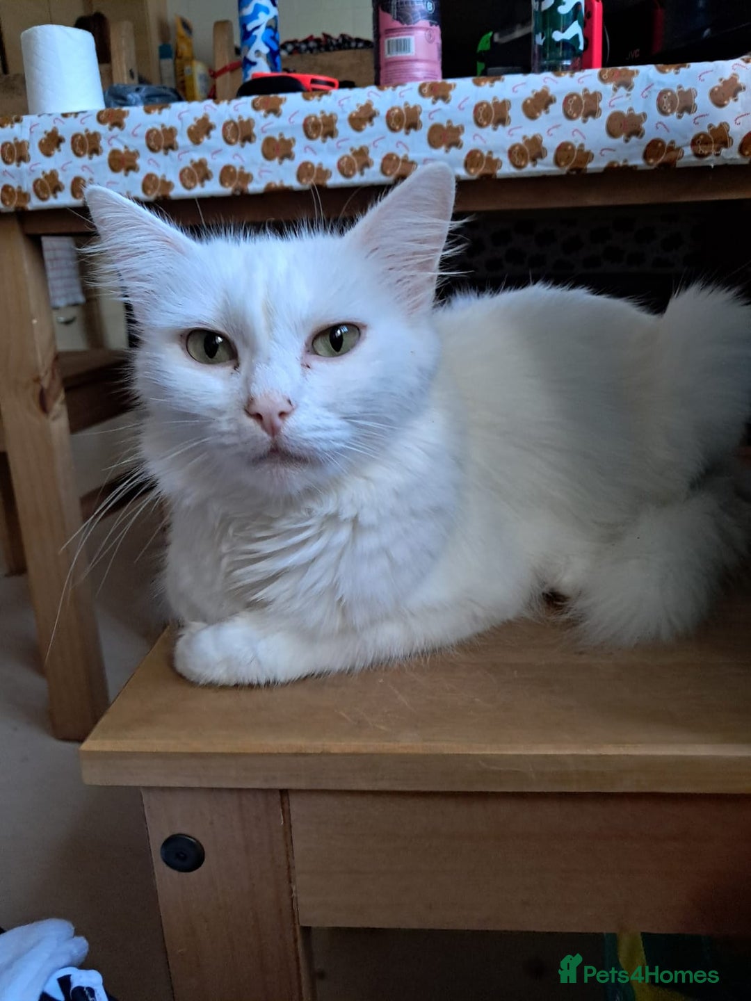 Turkish Angora cats for sale: Kittens for sale  - Image 3