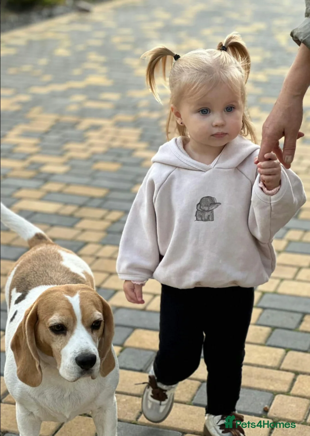 Beagle dogs for adoption: LINDA – Beagle in West Malling - Advert 2