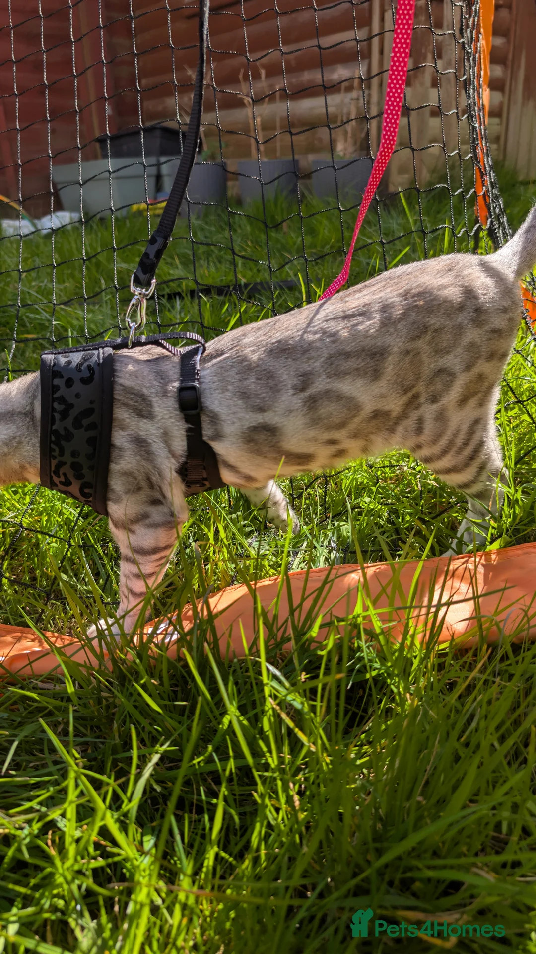 Bengal cats for sale: Nearly 6 months old bengal kitten - Advert 2