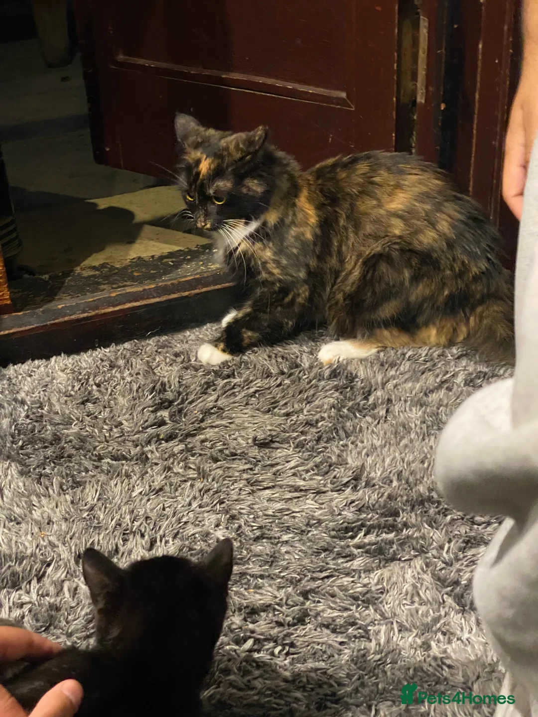 Mixed Breed cats for sale: Beautiful black kitten  - Advert 2