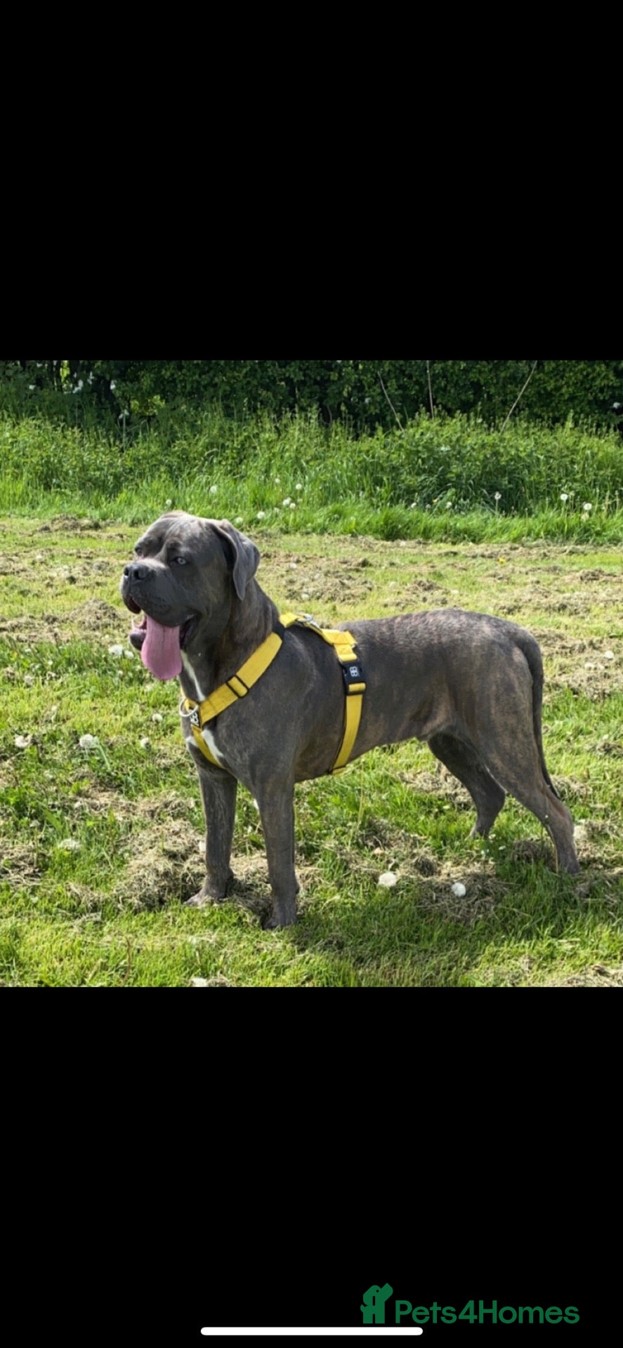 Cane Corso dogs for stud: Blue brindle cane corso stud, THE GOVERNOR  - Advert 1