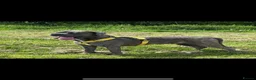 Cane Corso dogs for stud: Blue brindle cane corso stud, THE GOVERNOR  - Advert 1