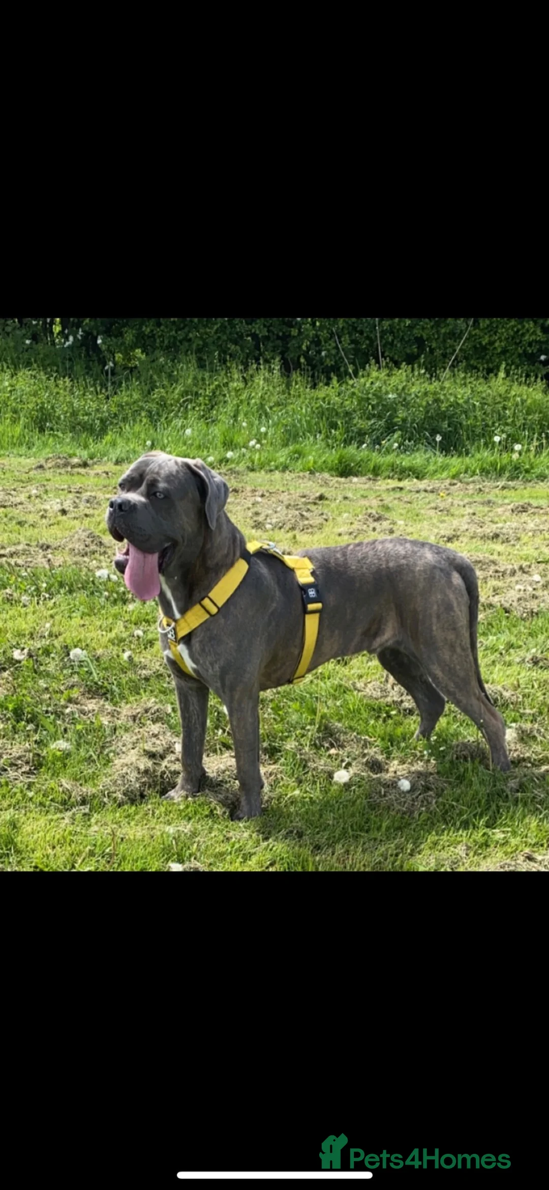 Cane Corso dogs for stud: Blue brindle cane corso stud, THE GOVERNOR  - Advert 1