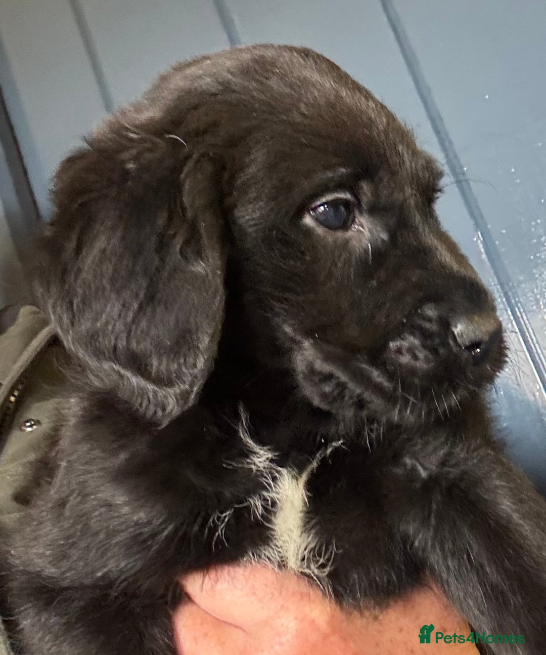 Australian Labradoodle dogs for sale: Stunning Multigen Mini Australian Labradoodle mix. - Image 8