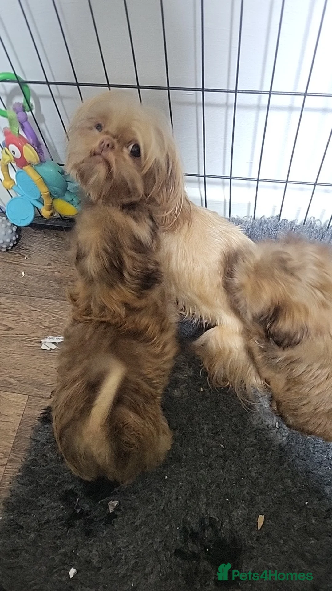 Shih Tzu dogs for sale: shih tzu imperial small girl & boy choc orange  - Advert 1