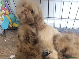 Shih Tzu dogs shih tzu imperial 1 teacup & one imp choc orange - Advert 7