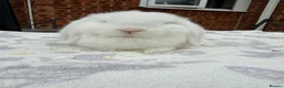 Dwarf Lop rabbits for sale: Stunning white dwarf lop girl - Advert 3