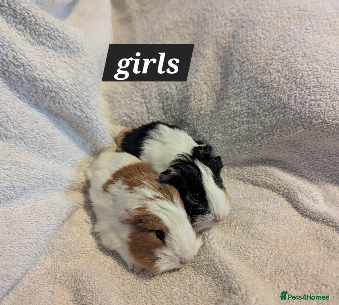 Guinea Pig rodents for sale: Baby sheltie and texel guineapigs  - Advert 1