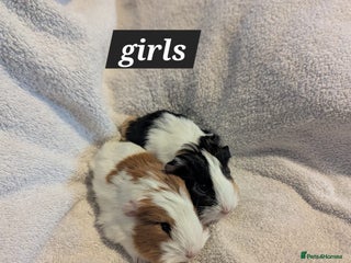 Guinea Pig rodents for sale: Baby sheltie and texel guineapigs - Advert 1