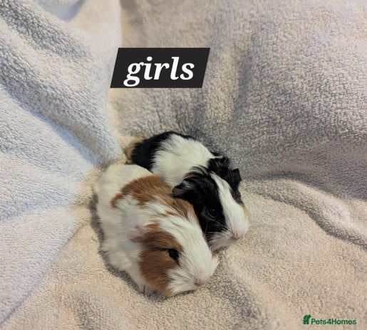 Guinea Pig rodents Baby sheltie and texel guineapigs - Advert 1