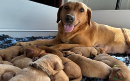 Labrador Retriever dogs for sale: Fox Red Labrador Pups, Health tested parents - Image 4