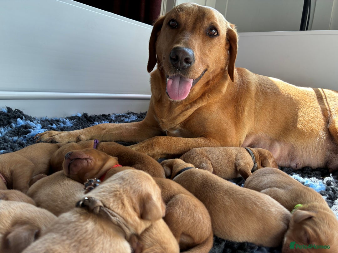 Labrador Retriever dogs for sale: Fox Red Labrador Pups, Health tested parents - Image 4
