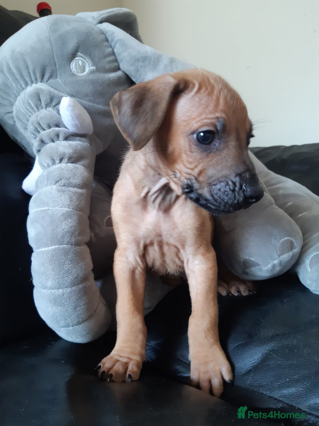 Rhodesian Ridgeback dogs for sale: 🦁KC RHODESIAN RIDGEBACKS PUPPIES🦁  - Image 12