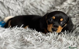 Miniature Dachshund dogs for sale: Gorgeous PRA Clear KC Reg Miniature Dachshund  - Image 7