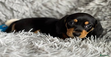 Miniature Dachshund dogs - Advert 3