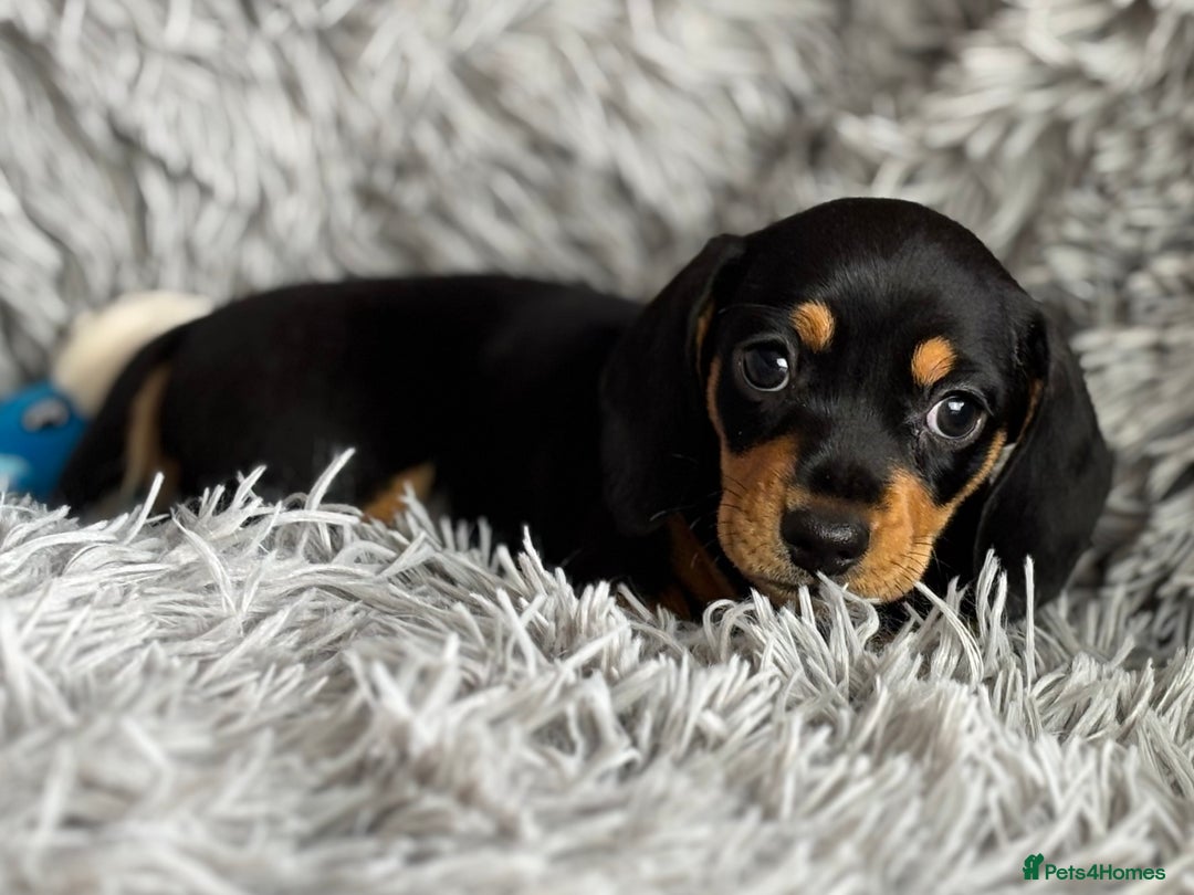 Miniature Dachshund dogs for sale: Gorgeous PRA Clear KC Reg Miniature Dachshund  - Image 7