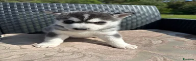 Pomsky Puppy 1