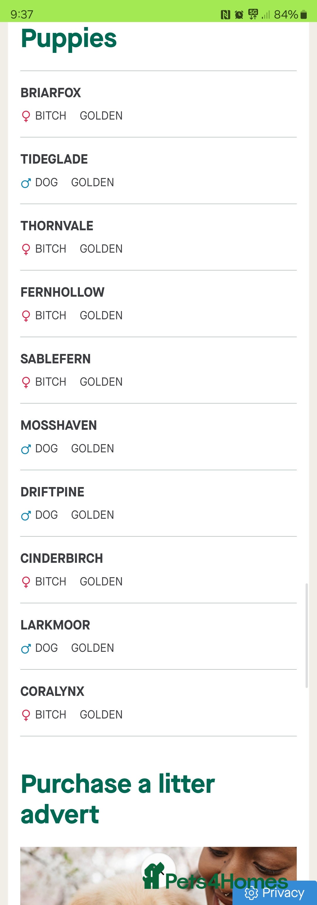 Golden Retriever dogs for sale: Ready to leave KC registered golden retriever - Image 36