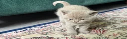 British Shorthair cats for sale: Exceptional BSH kittens  - Advert 16