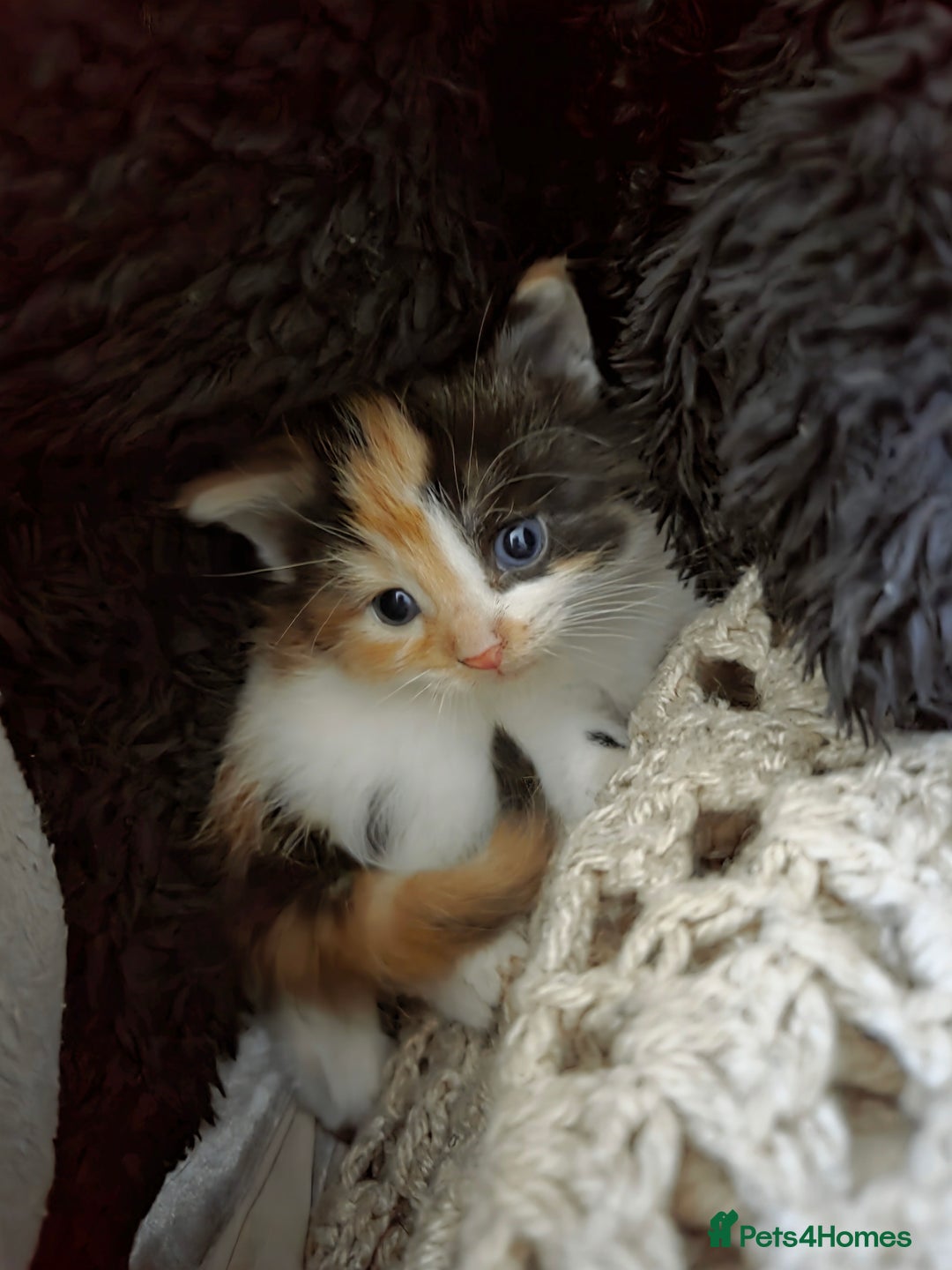 Mixed Breed cats for sale: 5 Fabulous kittens - Advert 13