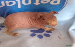 Guinea Pig rodents for sale: Skinnys - Werewolfs & Lakelands (Skinny Carriers - Image 1
