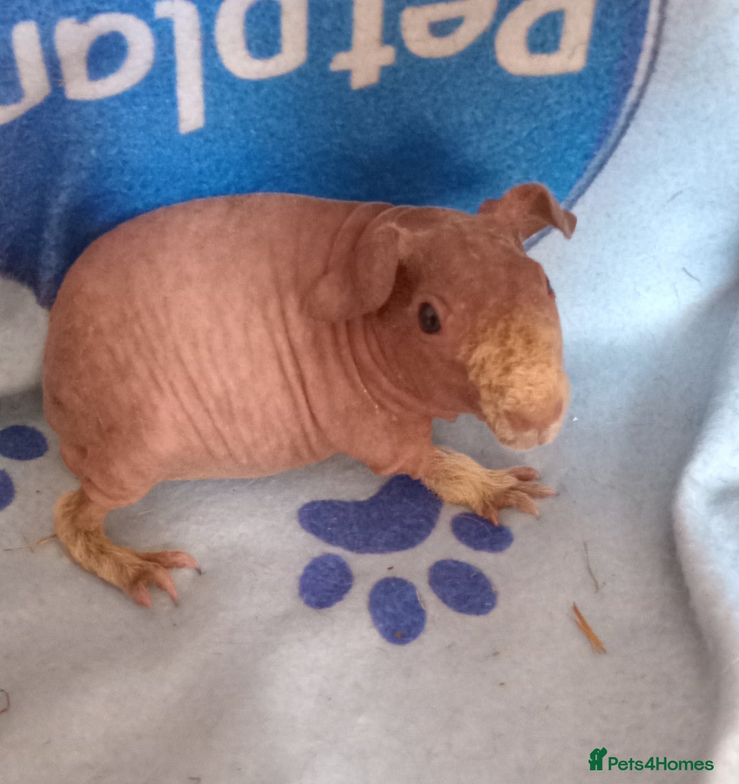 Guinea Pig rodents for sale: Skinnys - Werewolfs & Lakelands (Skinny Carriers - Image 1