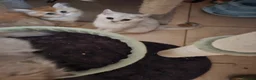 British Shorthair cats for sale: British Longhair & British Shorthair Kittens - Advert 9