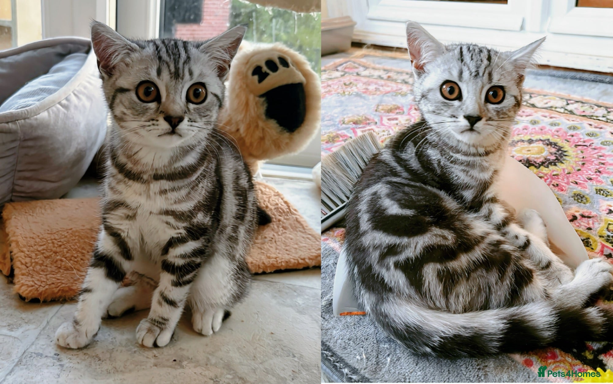 British Shorthair cats GCCF BSH last two silver tabby girls READY NOW  - Advert 1