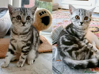 British Shorthair cats GCCF BSH last two silver tabby girls READY NOW - Advert 1