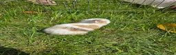 Mini Lop rabbits for sale: 4 Purebred Mini Lop kits for sale - Advert 4