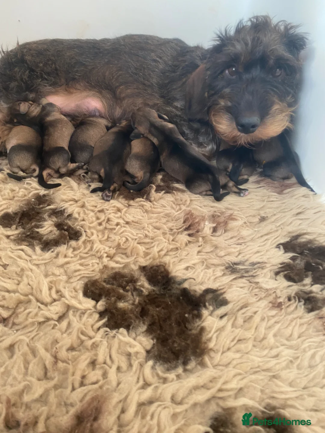 Dachshund dogs for sale: Dachshund KC wire haired puppies  - Advert 2