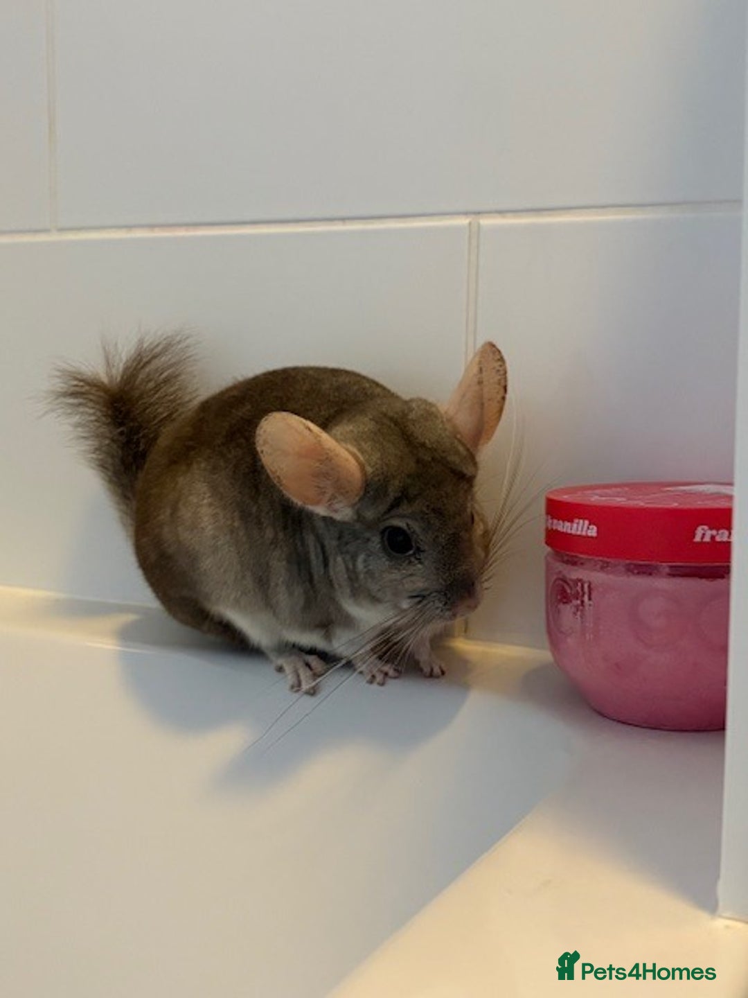 Chinchilla rodents for sale: 2 bonded male chinchillas - Image 6