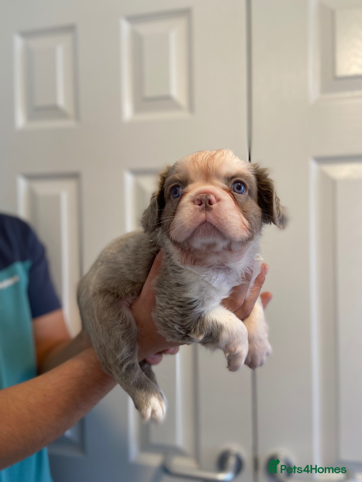French Bulldog dogs Fluffy  **  French BullDog - Advert 10