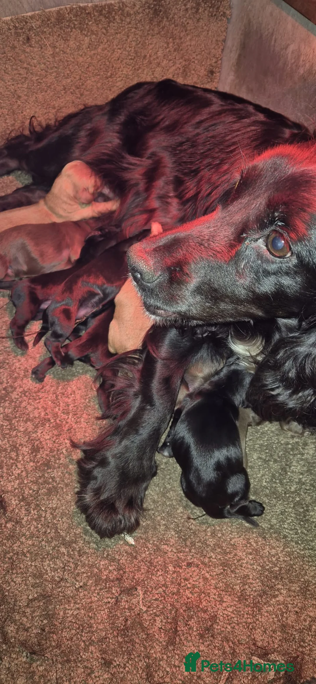 Cocker Spaniel dogs for sale: Stunning FTC Kc registered, Cocker spaniel puppies - Advert 15