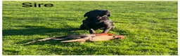 Labrador Retriever dogs for sale: Exceptional KC pups-health tested& excellent ped - Advert 11