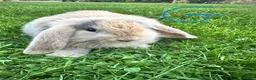Mini Lop rabbits for sale: Mini Lop Rabbits For Sale  - Advert 4