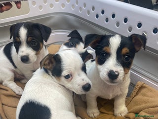 Jack Russell dogs Short leg pure bred jacks Russel original type . - Advert 12