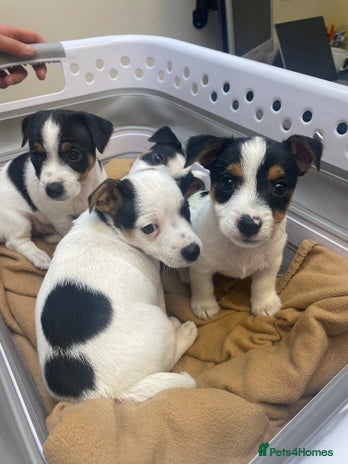 Jack Russell dogs Short leg pure bred jacks Russel original type . - Advert 15