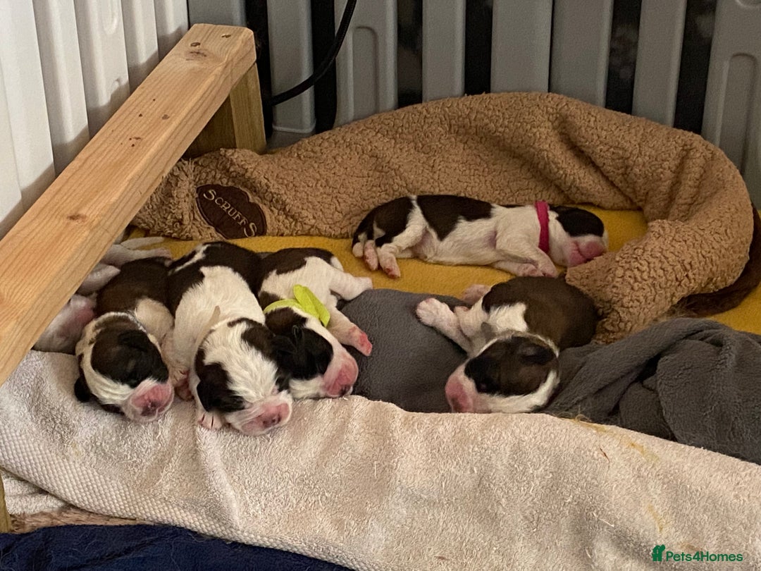 Saint Bernard dogs for sale: Gorgeous Saint Bernard puppies looking for homes - Image 7